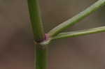 Hedge parsley